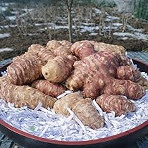 Amazon.co.jp: 国産 訳あり 無農薬 化学肥料不使用 生 赤菊芋